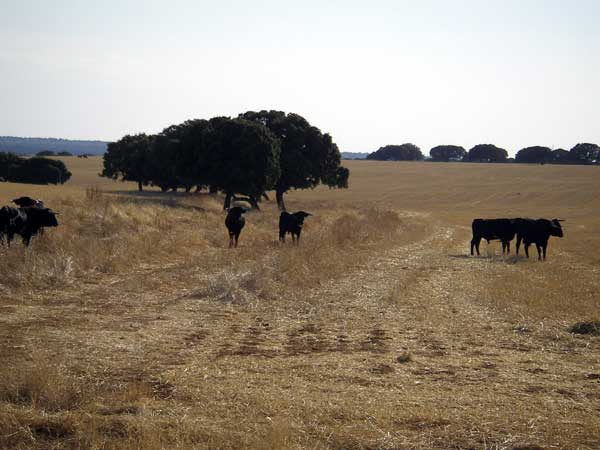 Campo Charro